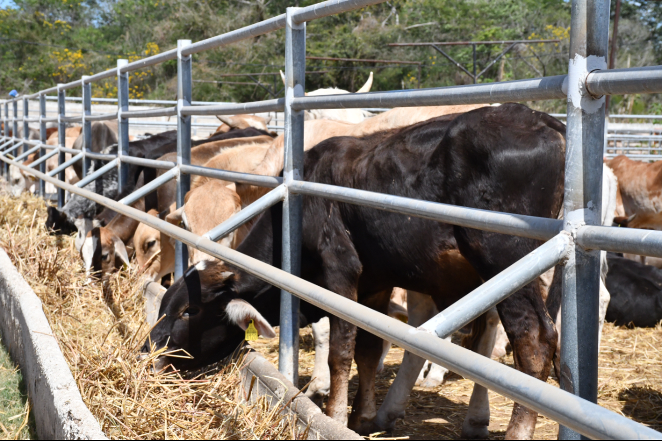 El uso de químicos afecta a los animales tarde o temprano.