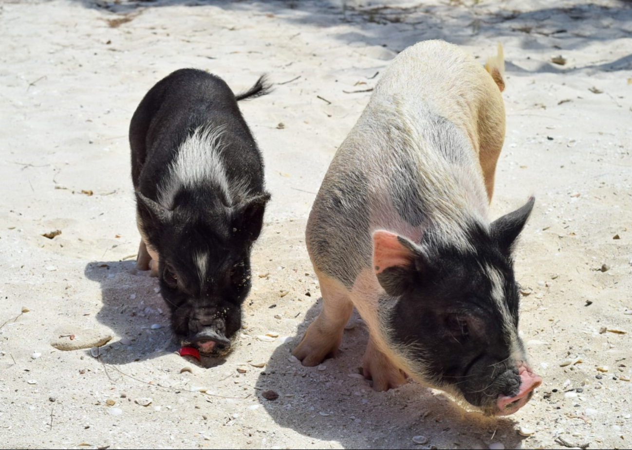 Playa de los Cerditos en Progreso, la preferida en el Verano  en Yucatán