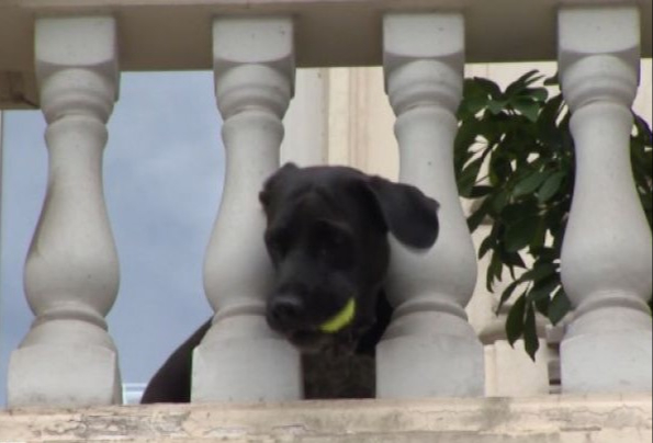 Perro juega a la pelota con transeúntes desde su balcón y se viraliza: VIDEO