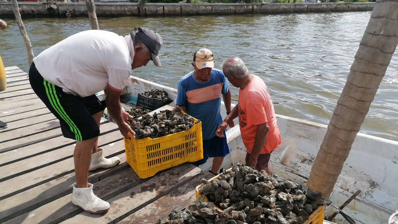 Detienen en Ciudad del Carmen a saqueadores de ostión    