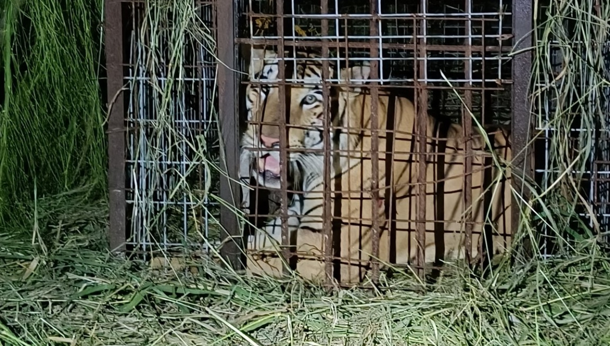 Capturan a tigre siberiano que escapó de un zoológico en Reynosa