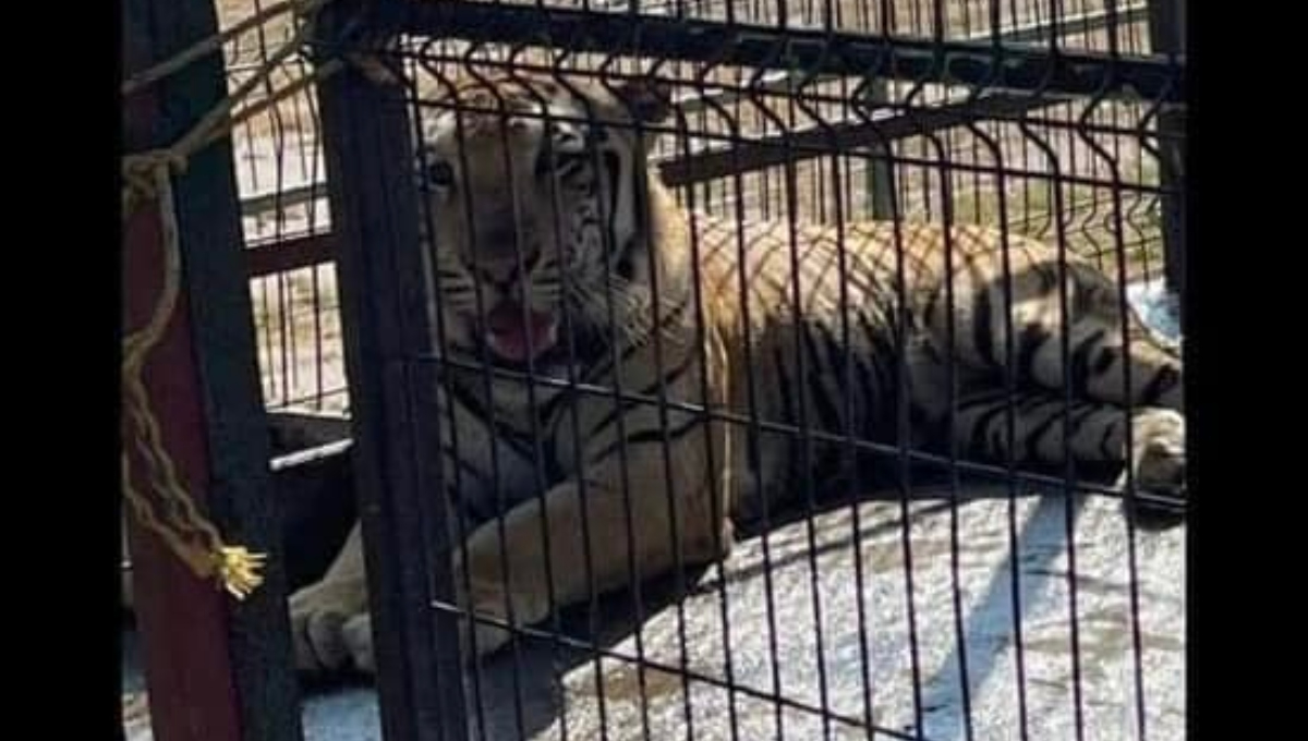 El tigre escapó de un zoológico particular en Reynosa