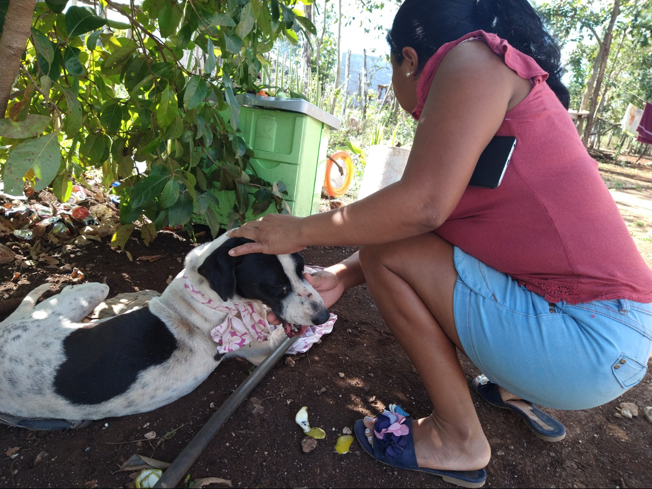 Elizabeth Sánchez, veterinaria, da tips cuando alguna mascota entre en contacto con ranas