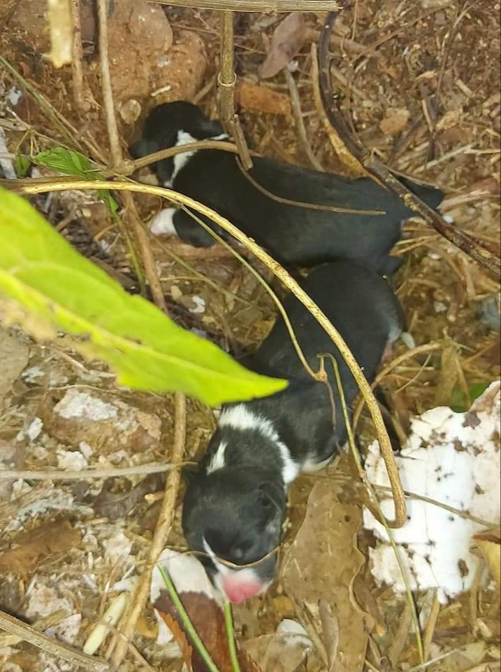 Kantunilkenses afirman que la falta de vigilancia causa que dejen a cachorros en parques y carreteras