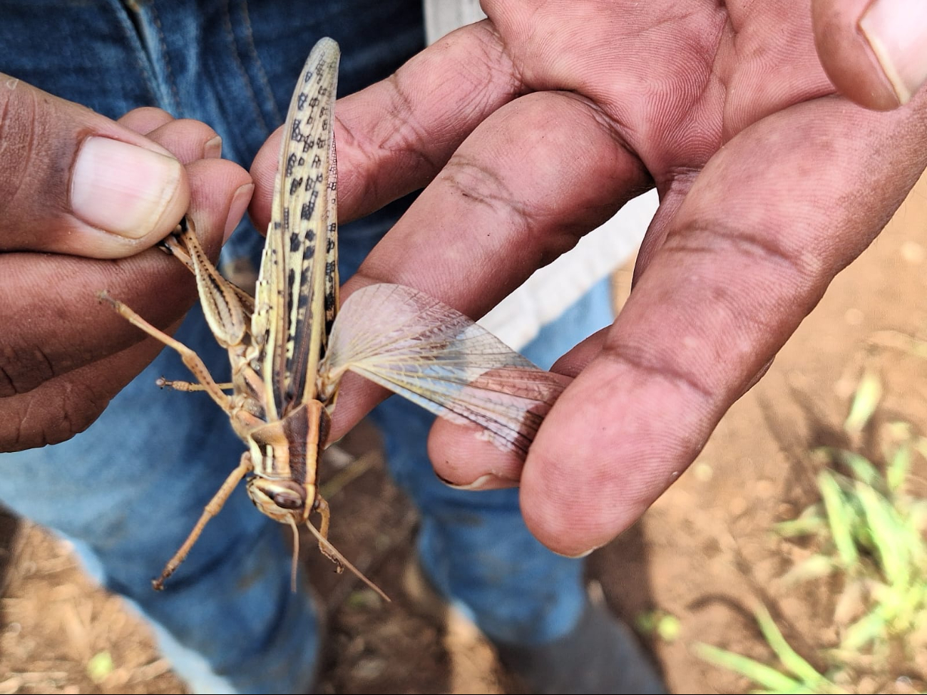 Descubren brotes de langostas