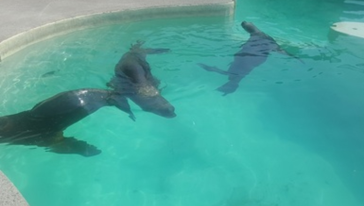 Hombre muere  tras caer al estanque de los lobos marinos en el zoológico de Chapultepec