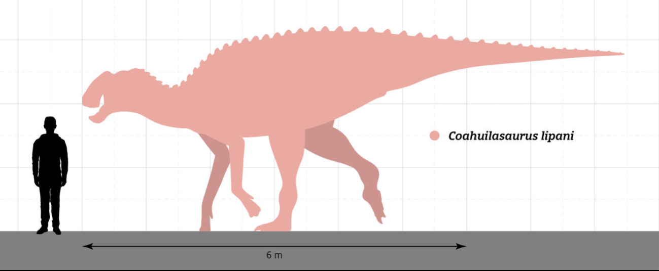 El Coahuilasaurus lipani vivió hace millones de años en Coahuila, México