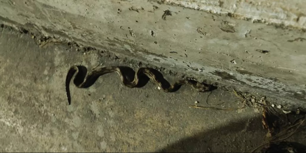 Con la temporada de lluvias los reptiles salen de sus escondites en busca de alimento