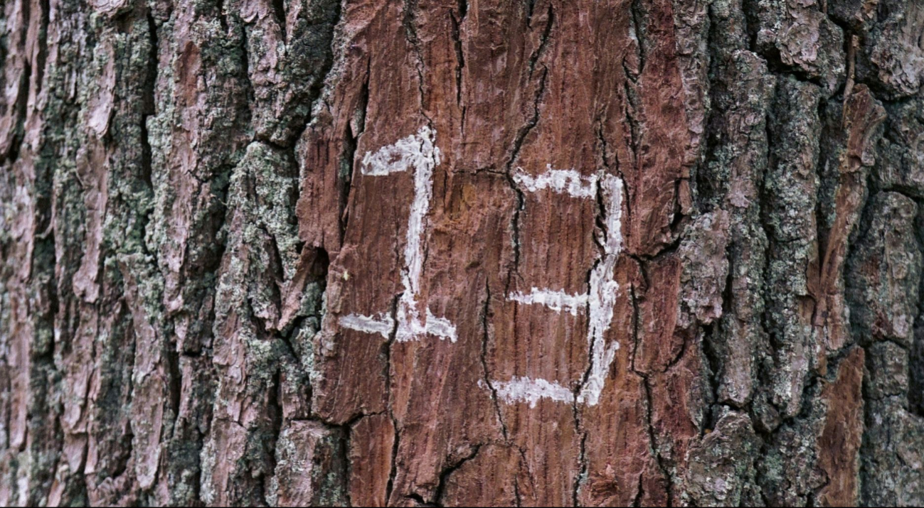 Este es el significado del viernes 13 en la numerología