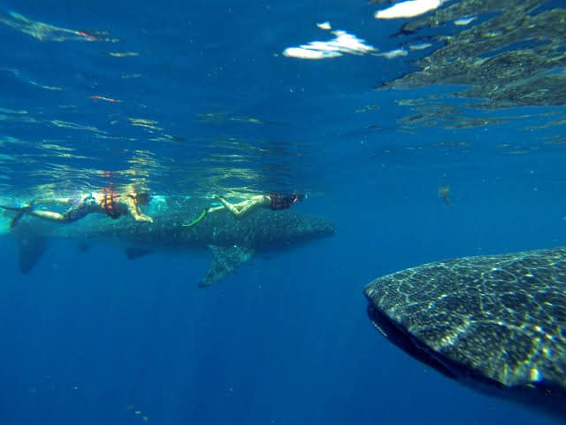 Isla Mujeres: Balance negativo en tours de avistamiento del tiburón ballena