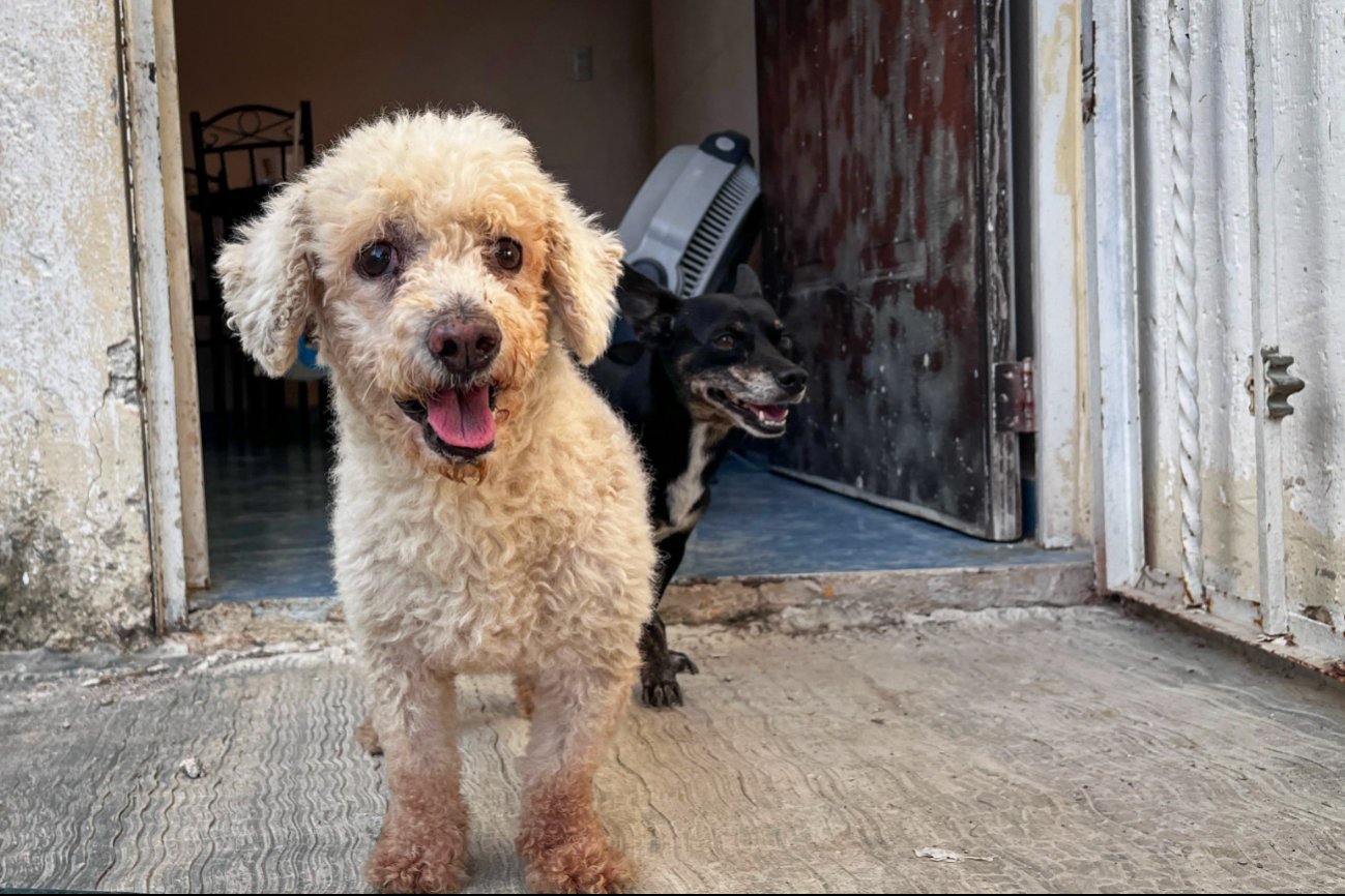 La pirotecnia causa estrés extremo, ansiedad y traumas duraderos en las mascotas