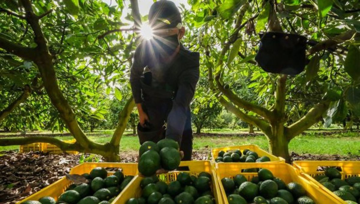 Inspectores mexicanos asumirán la certificación de huertos de aguacate para la exportación a Estados Unidos