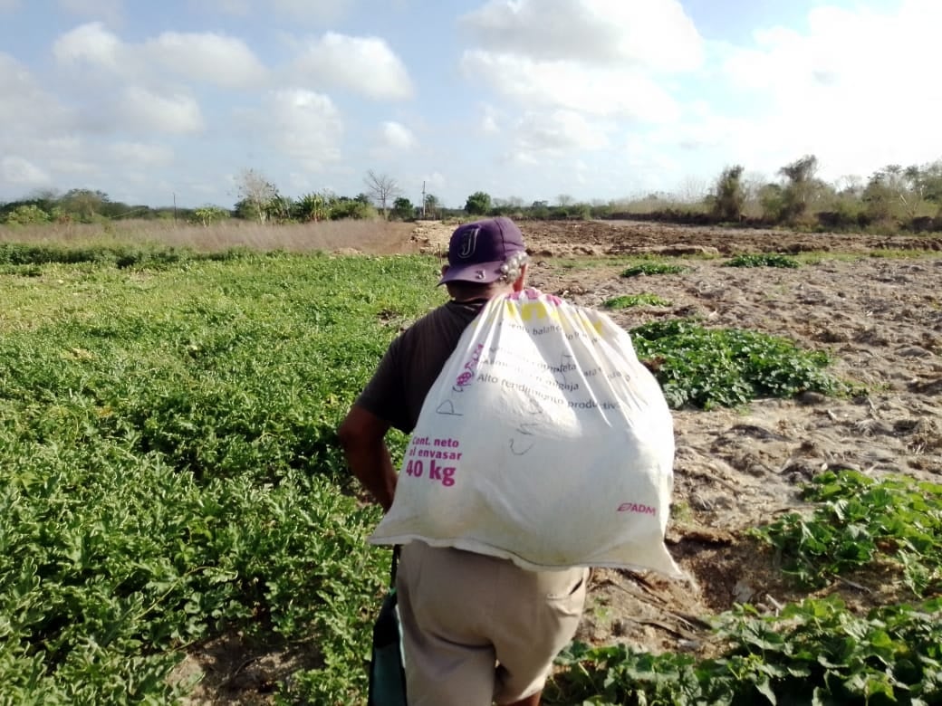 El sector juvenil se va retirando de las actividades agrícolas debido a la baja ganancia monetaria