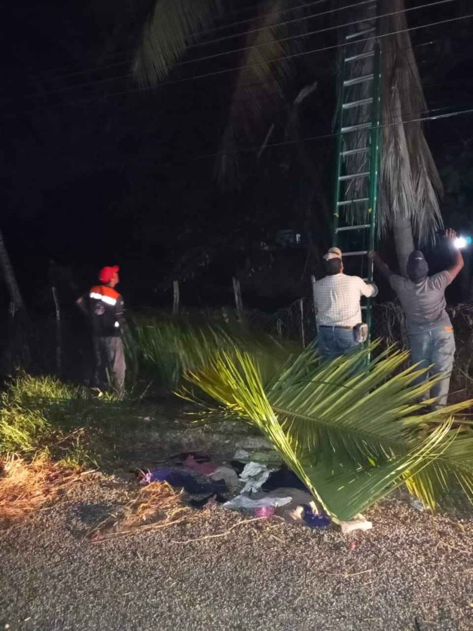 Protección Civil cortó las ramas para prevenir un corto circuito y un posible incendio