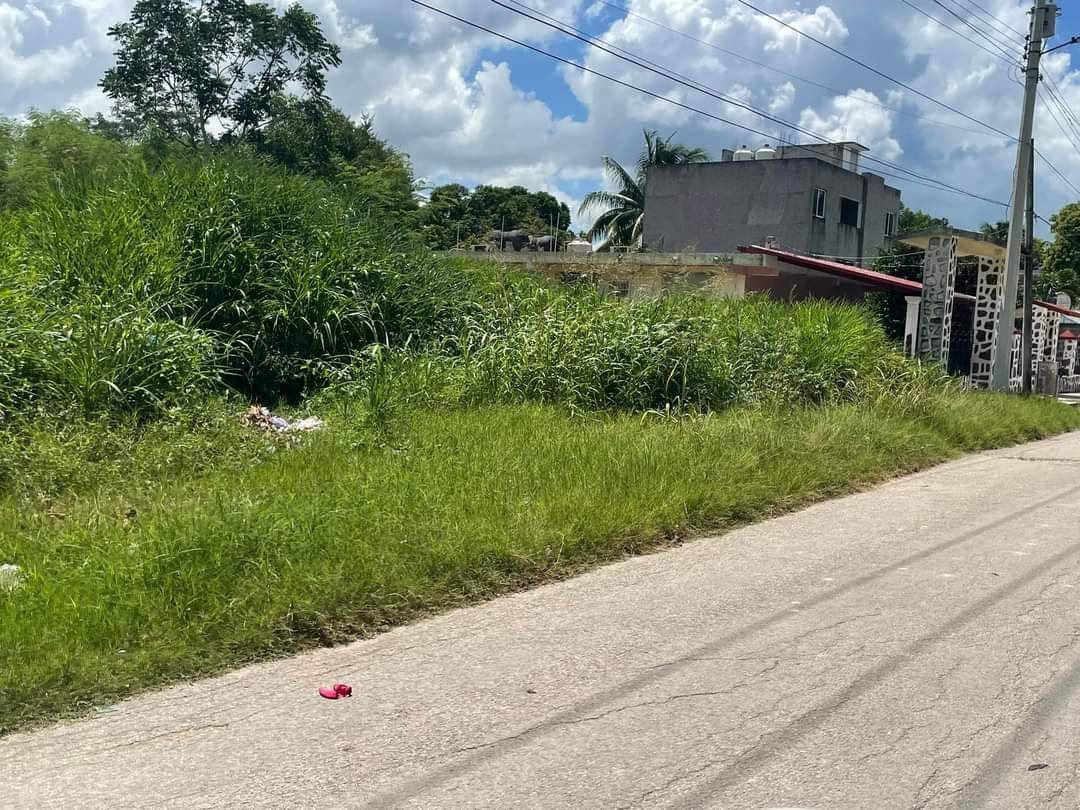 La maleza en la calle y banquetas representa un riesgo de mordeduras de animales y accidentes vehiculares