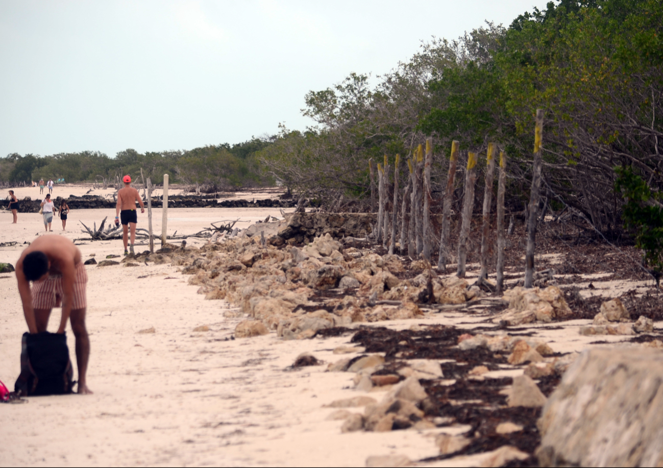 Quintana Roo registra pérdida de 82 mil hectáreas de manglar