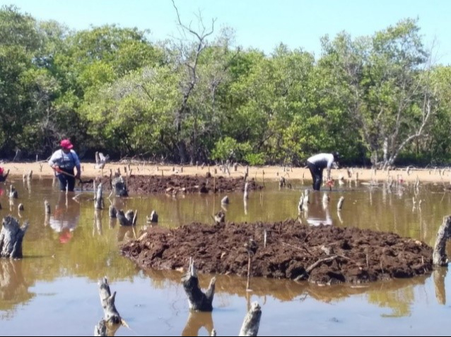 Desde 2020, Conanp lleva a cabo un proyecto de restauración de manglares en Isla Aguada.