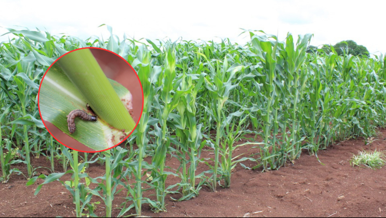 En Chunchintok, 200 hectáreas de maíz están siendo afectadas por el gusano cogollero, elevando los costos de producción.