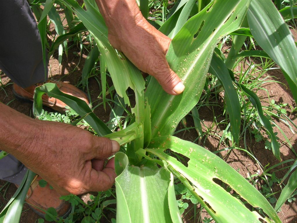 Los cultivos, aunque se ven bien de lejos, están invadidos por el gusano cogollero que daña las plantas.