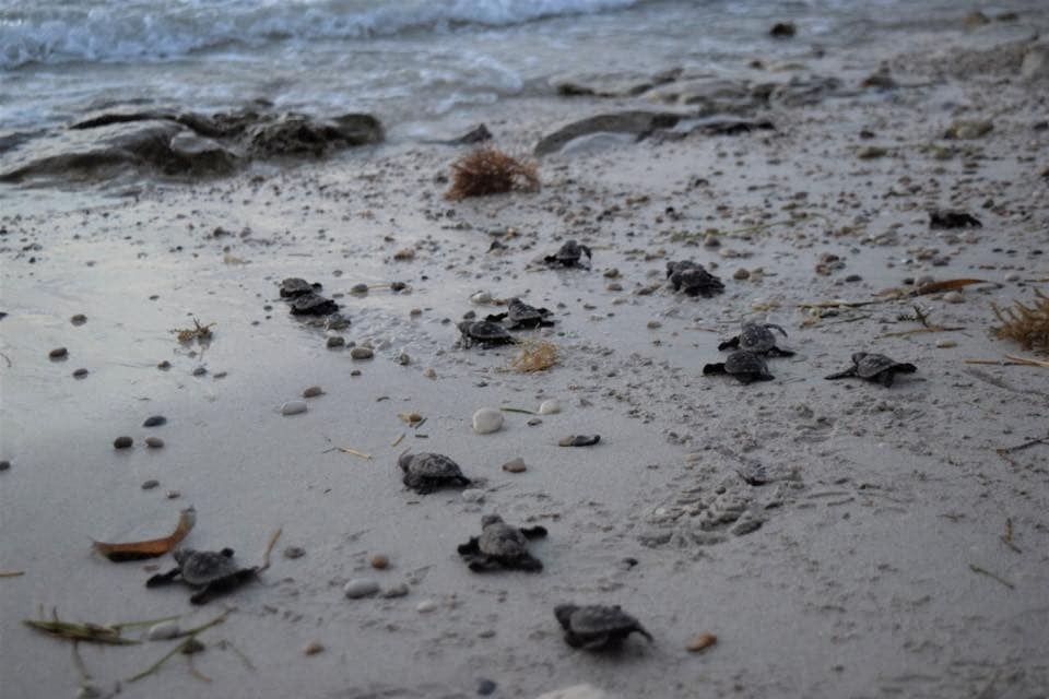 100 tortuguitas de carey fueron liberadas en el campamento tortuguero de San Lorenzo