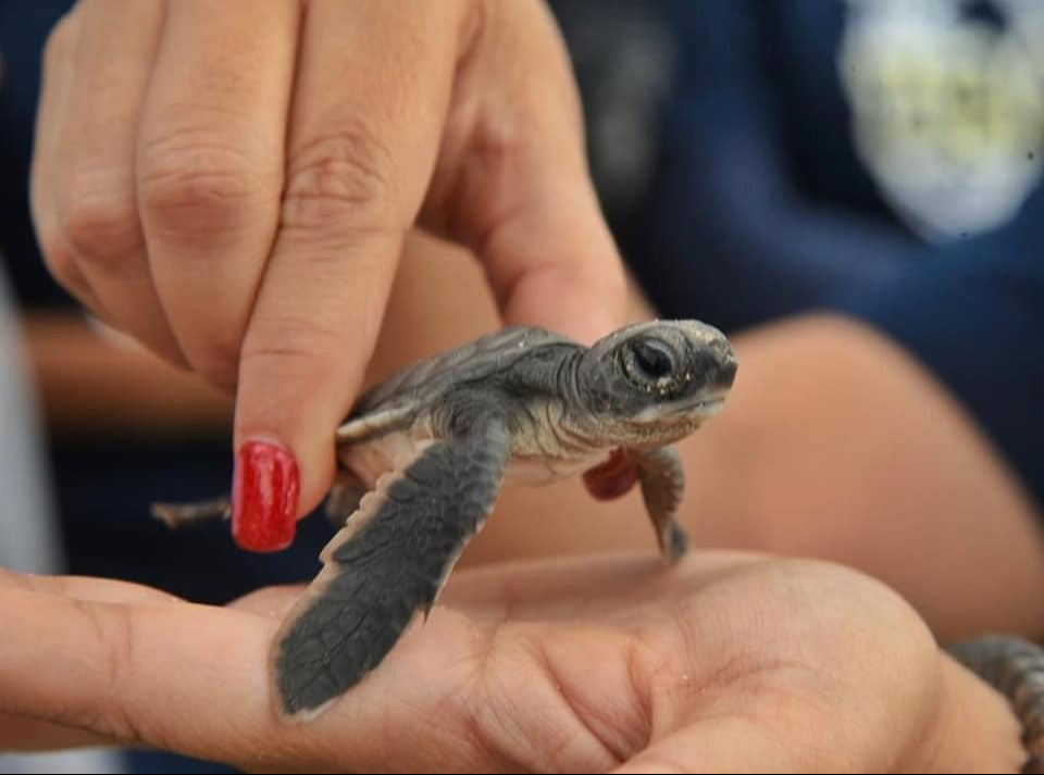 La liberación busca concientizar sobre la importancia de proteger especies en peligro de extinción