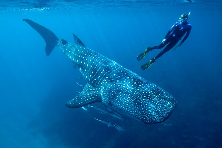 Nunca se había visto una caída tan baja con el avistamiento del tiburón ballena