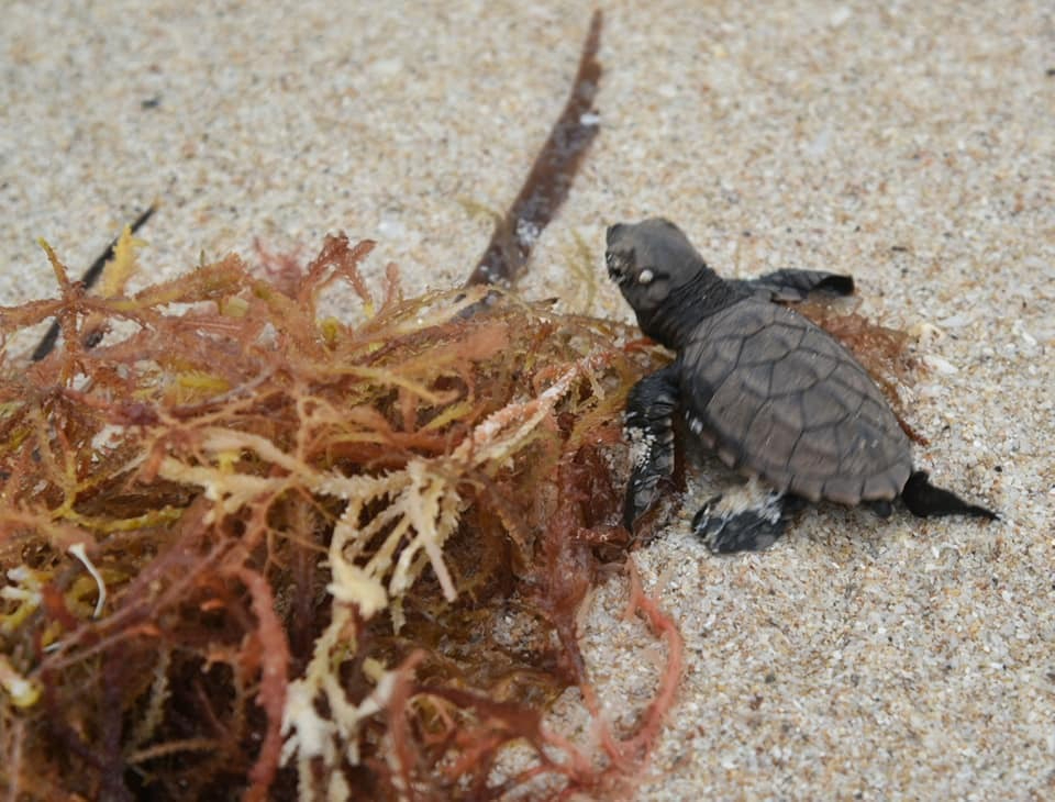 Se han protegido cinco mil nidos de tortugas carey y tres mil nidos en total en Campeche