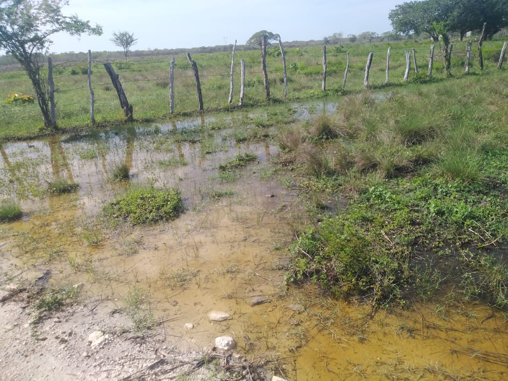 Bajo el agua queda la pastura, por lo que trasladan a los animales para que puedan alimentarse