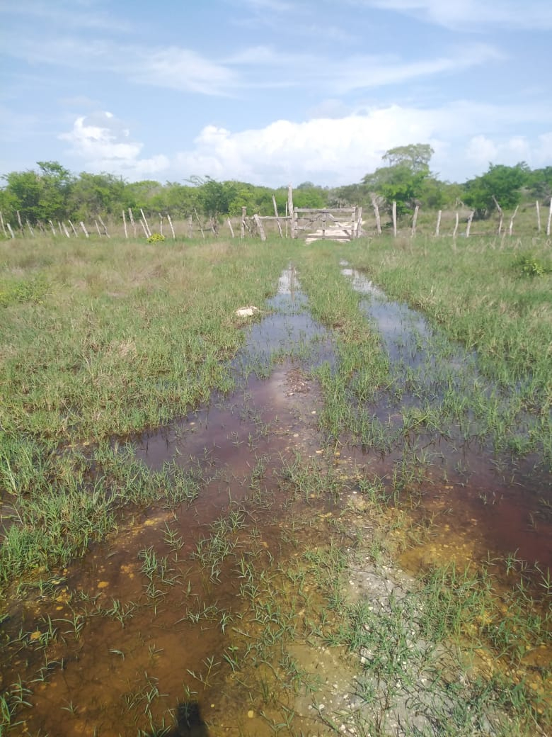 Los ganaderos podrían tener que trasladar a sus animales para evitar que se queden sin alimento y sufran daños