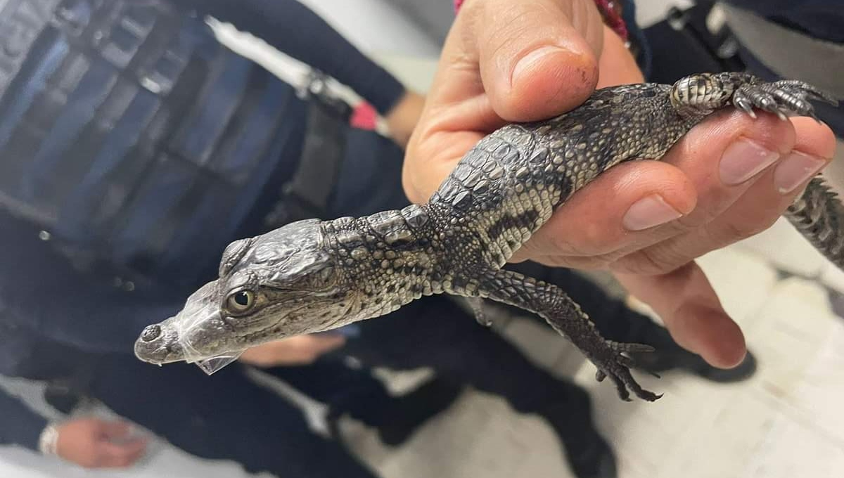 Capturan un cocodrilo en la estación Balderas del Metro de la CDMX