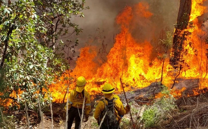 Este 2024, se incrementó 168 por ciento el presupuesto para la atención, logrando la conformación de una brigada de combatientes forestales