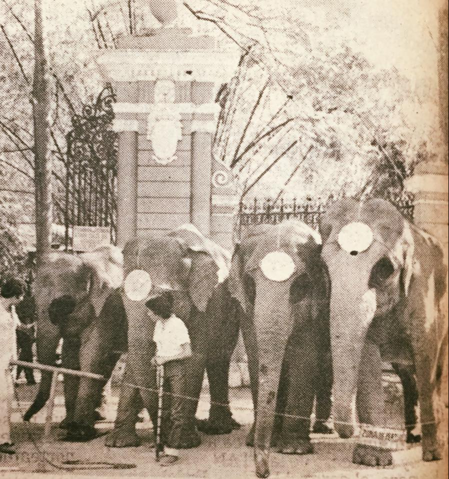 Mérida en la Historia compartió a los elefantes en el Centenario de Mérida