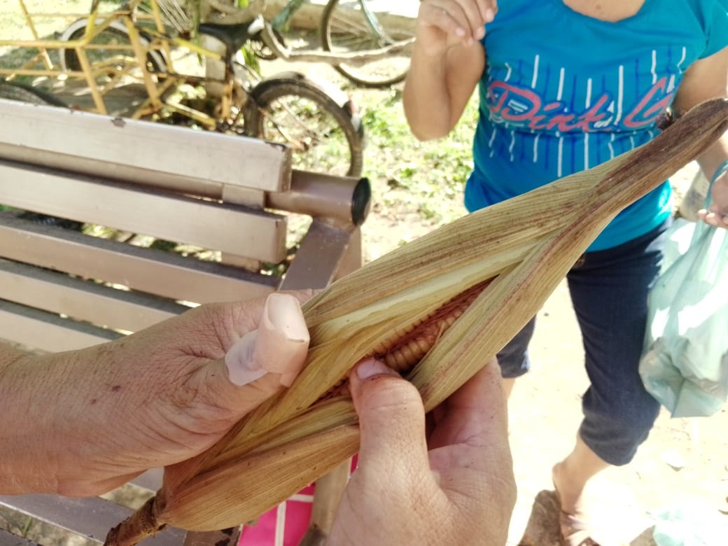 Pobladores buscan consumir elote enterrado previo al inicio de la temporada de los fi eles difuntos