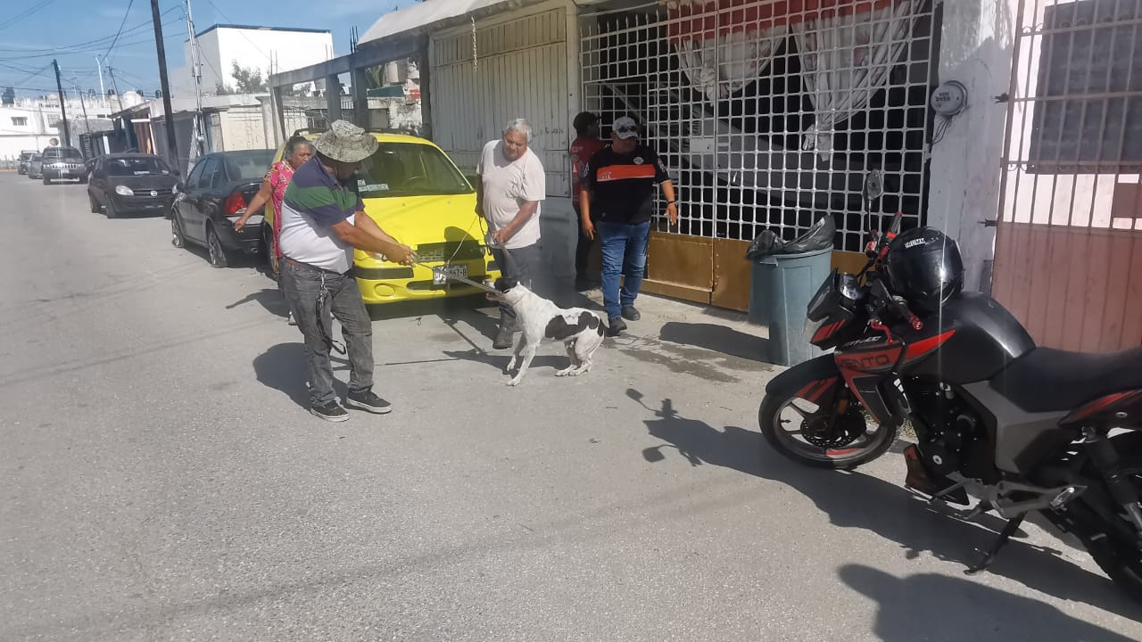 Bienestar Animal se llevó al perro para tranquilizarlo