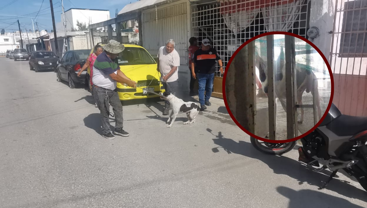 Detienen a perro por morder a su dueña en Ciudad del Carmen