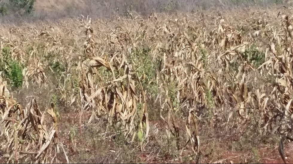 La sequía prolongada hasta mediados de junio causó la pérdida de 40 hectáreas de maíz y 30 hectáreas de chigua en Campeche