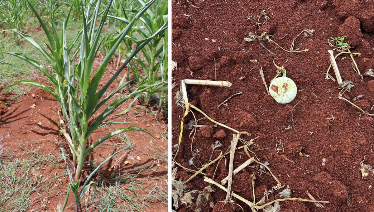 Las lluvias engañosas en mayo llevaron a una siembra fallida, con plantas marchitándose por falta de agua