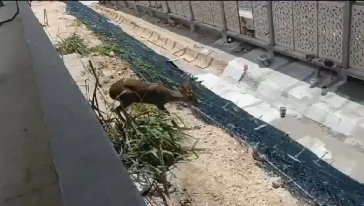 Captan a venado cerca de la estación del Tren Maya en Campeche