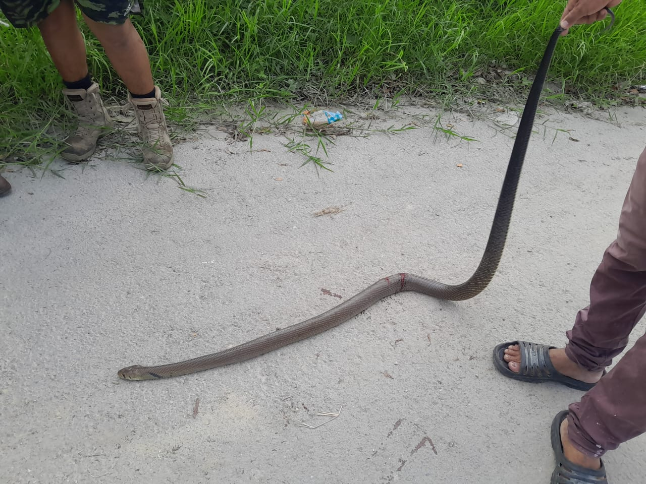 La culebra, de aproximadamente dos metros, fue identificada como una ratonera, que se alimenta de roedores