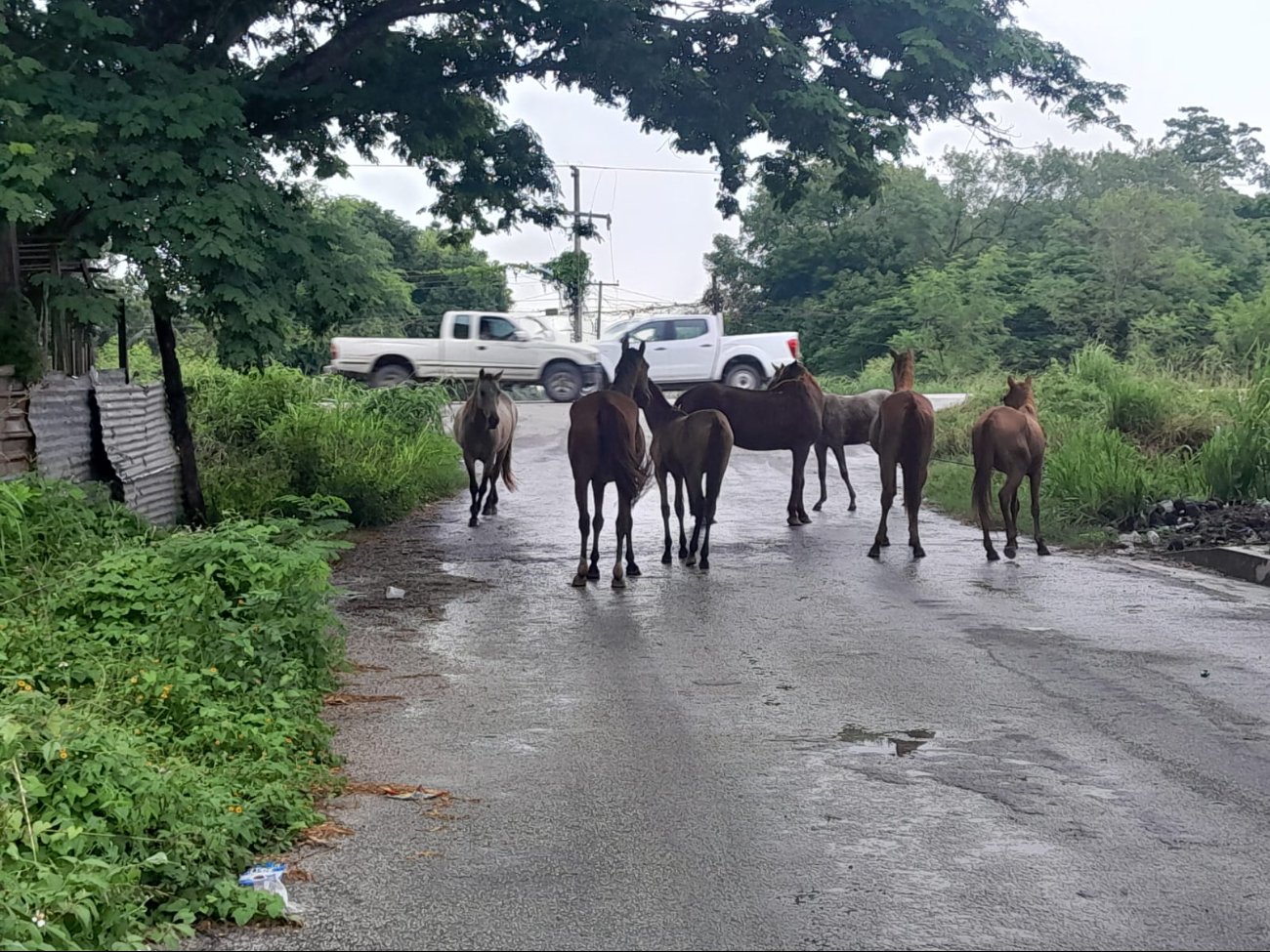 Aproximadamente siete caballos se escaparon de una parcela o rancho cercano