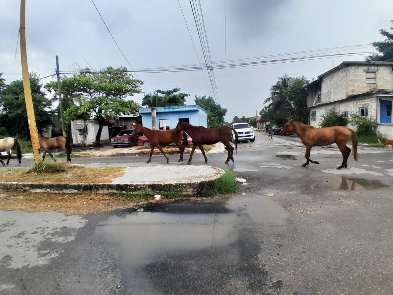 Los caballos deambulan por las calles, representando un peligro para peatones y conductores