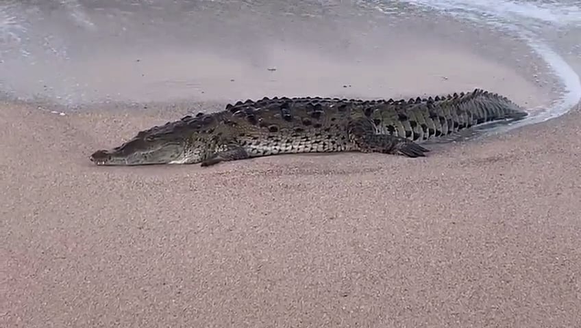 Alertan por playas con cocodrilos en Oaxaca   tras el paso del Huracán John