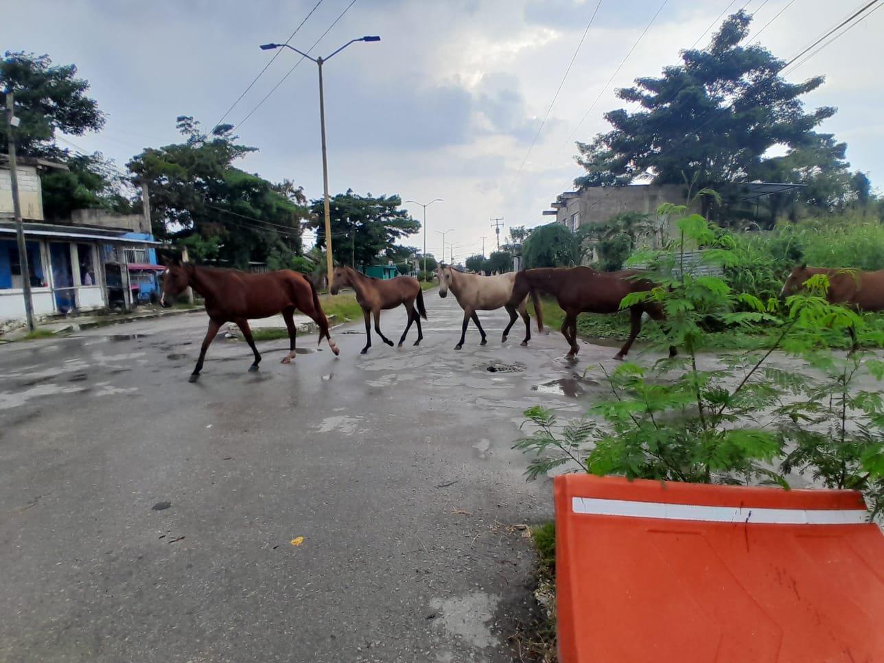 Caballos sueltos  en Escárcega ponen en riesgo a ciudadanos; urgen capturarlos  