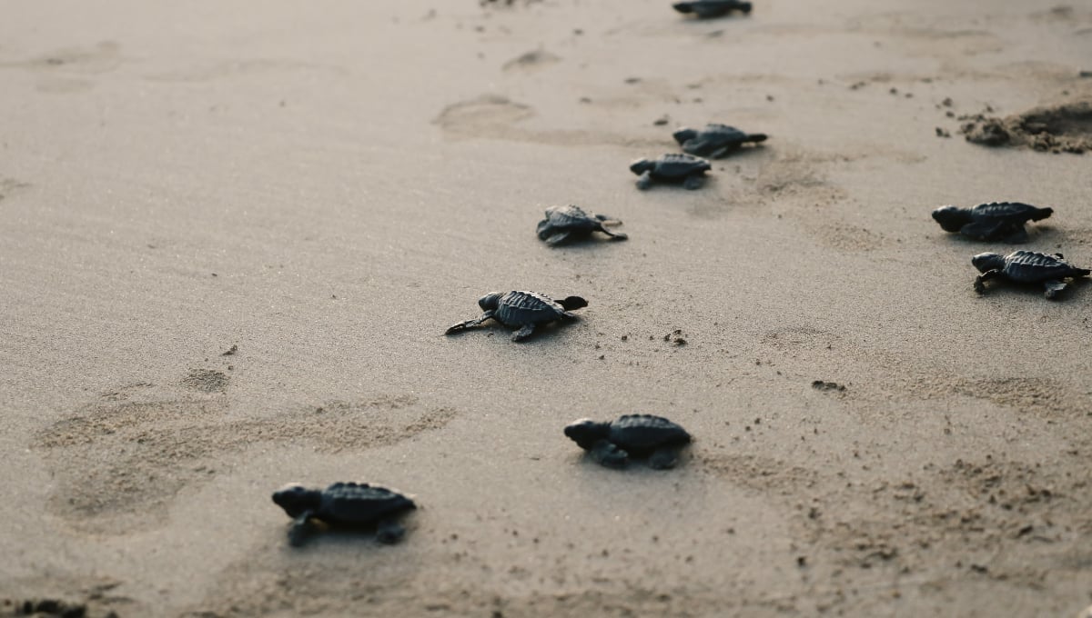 conservación de tortugas marinas es crucial debido a amenazas como la caza furtiva y la destrucción de hábitats