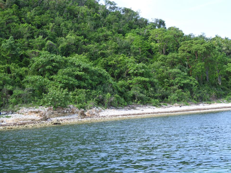 Playa San Lorenzo recientemente liberó más de 100 crías de tortuga carey en un evento de concientización