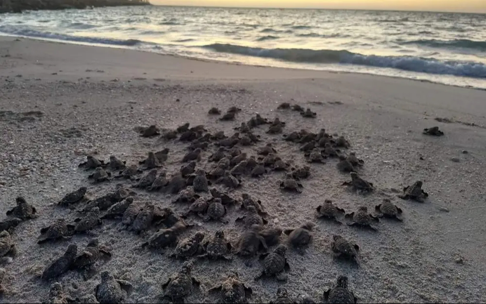 Seybaplaya realiza liberaciones al atardecer para minimizar el riesgo de depredadores