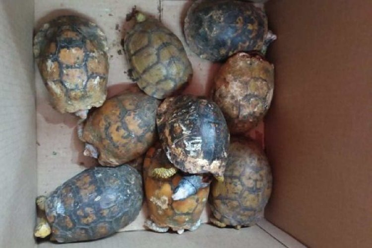 9 tortugas que eran enviadas por paquetería fueron rescatadas en la CDMX