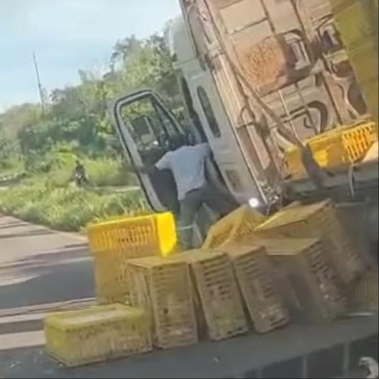 Tráiler que transportaba pollos pierde el control y vuelca en avenida de Felipe Carrillo Puerto