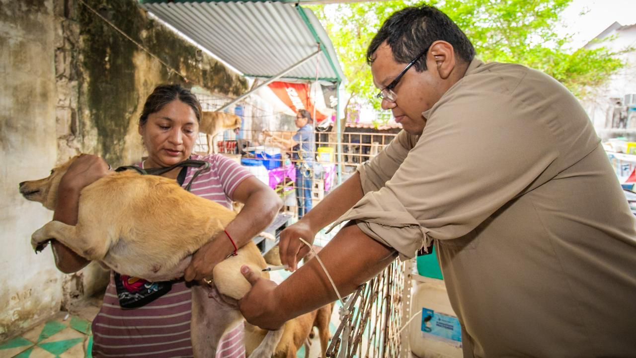 Protegieron a 119 mil 647 perros y gatos