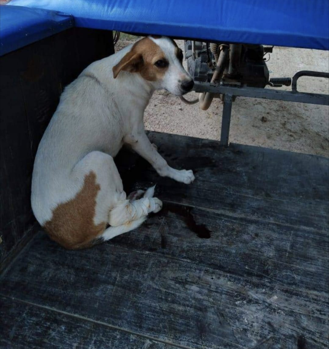 El perro se cree que es callejero, ya que nadie lo reclamó